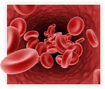 Red Blood Cells Image